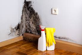  Cheswold, DE Mold Removal Pros